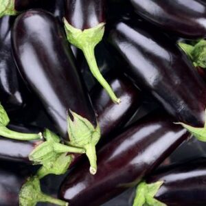 AUBERGINE BIO