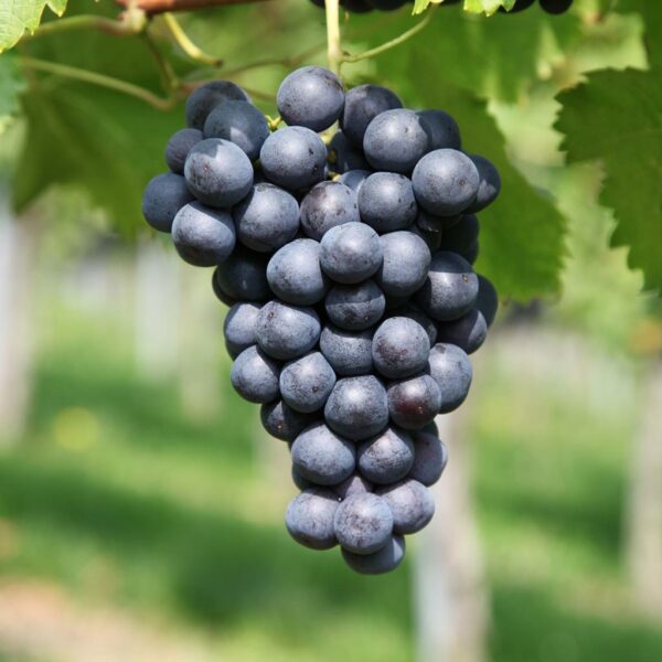 RAISIN MUSCAT BIO