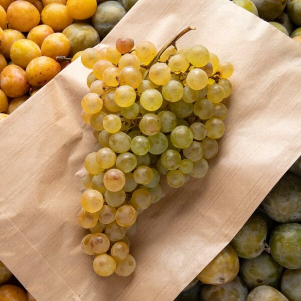 RAISIN CHASSELAS BIO