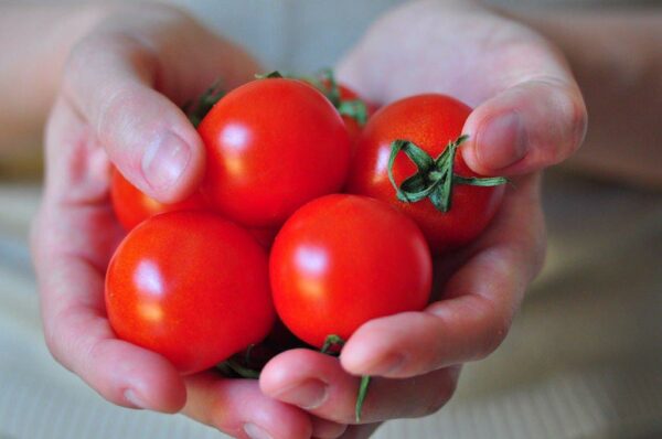 TOMATE CAMPARI BIO