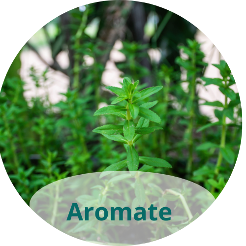 Aromate