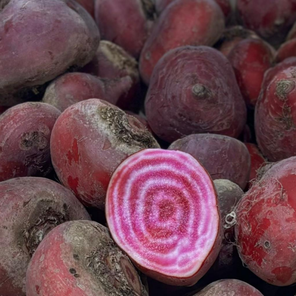 BETTERAVE CHIOGGIA BIO