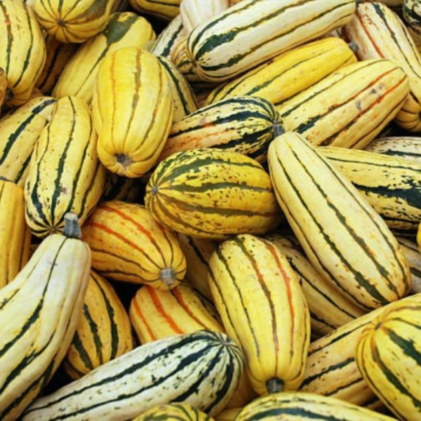 COURGE DELICATA BIO