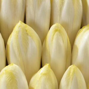 ENDIVE BIO