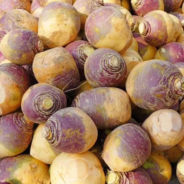 RUTABAGA BIO