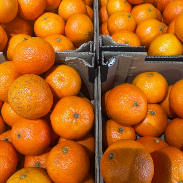 MANDARINE CLEMENVILLA BIO